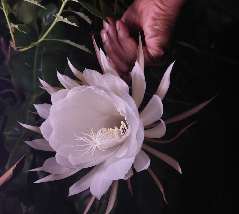 ‘Queen of the night - a rare bloom’  by Gokuldas Thoomat from the Engineering department