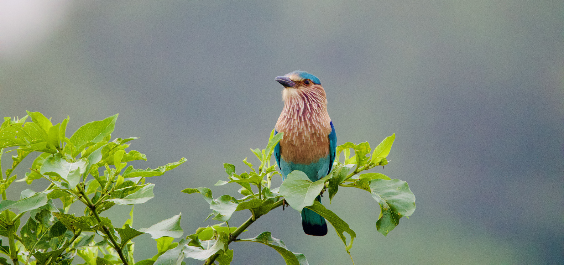 *Guardian of the green silence* by Raja Priya Ganesan