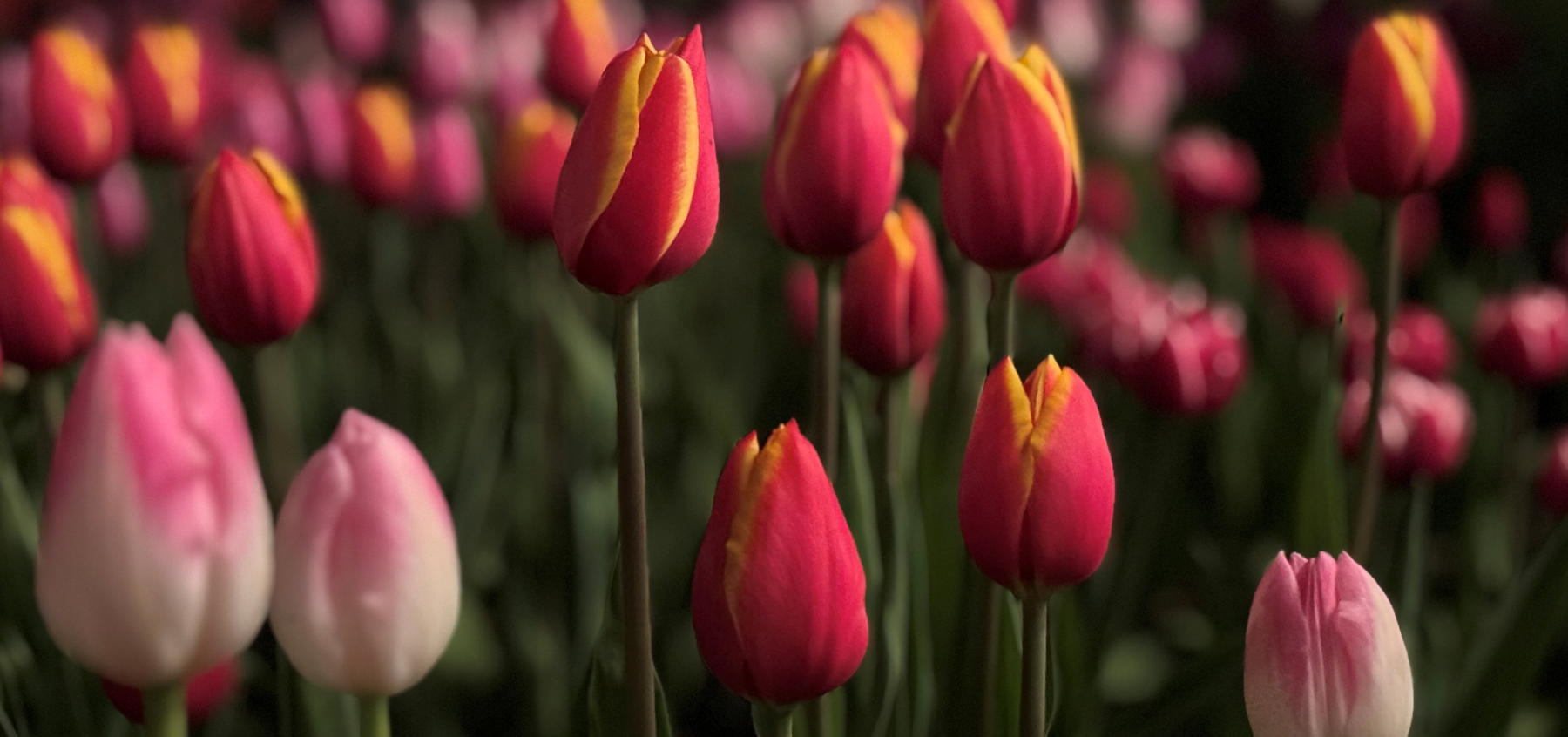 *Tulips* by Donald Caguete
